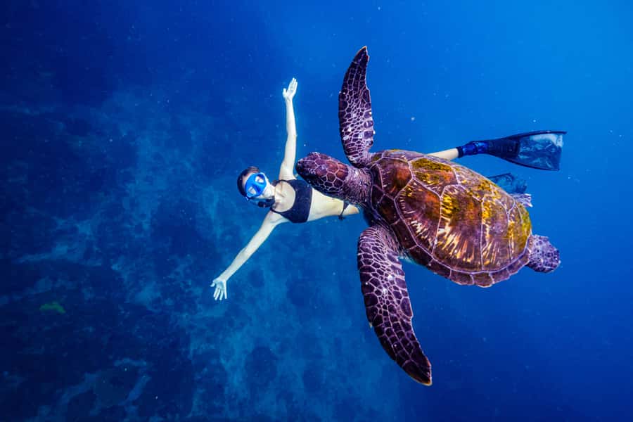 Brunswick Heads: Snorkelling in Byron Bay - Julian Rocks Marine Sanctuary, where warm and cool waters attract wildlife