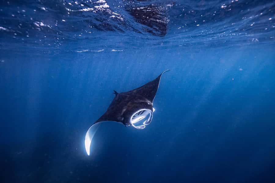 Brunswick Heads: Snorkelling in Byron Bay - The snorkeling flow: gear up, follow the guide, then look slowly