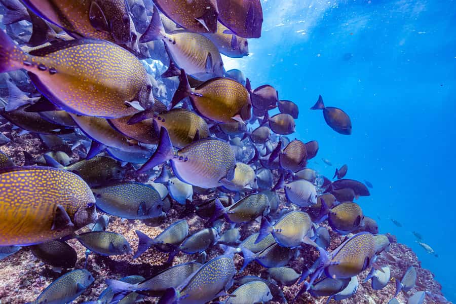 Brunswick Heads: Snorkelling in Byron Bay - Wildlife checklist: what you’ll likely see at Julian Rocks