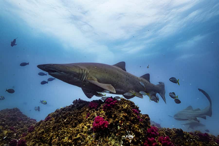 Brunswick Heads: Snorkelling in Byron Bay - How the naturalist guidance changes your whole snorkel