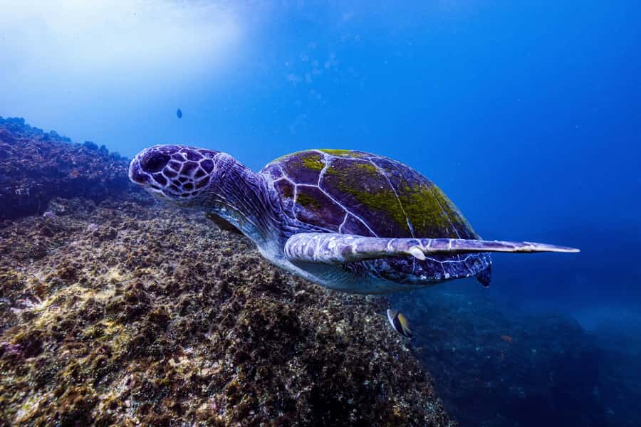 Brunswick Heads: Snorkelling in Byron Bay - Boat ride comfort plus safety rules that keep it sane