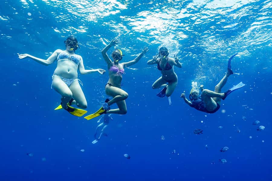 Brunswick Heads: Snorkelling in Byron Bay - Price and value: is $91 fair for this kind of wildlife time?