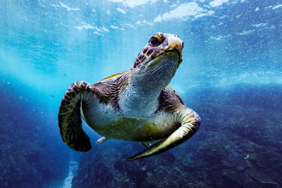 Brunswick Heads: Snorkelling in Byron Bay - Getting there from Brunswick Heads on the Apollo 2