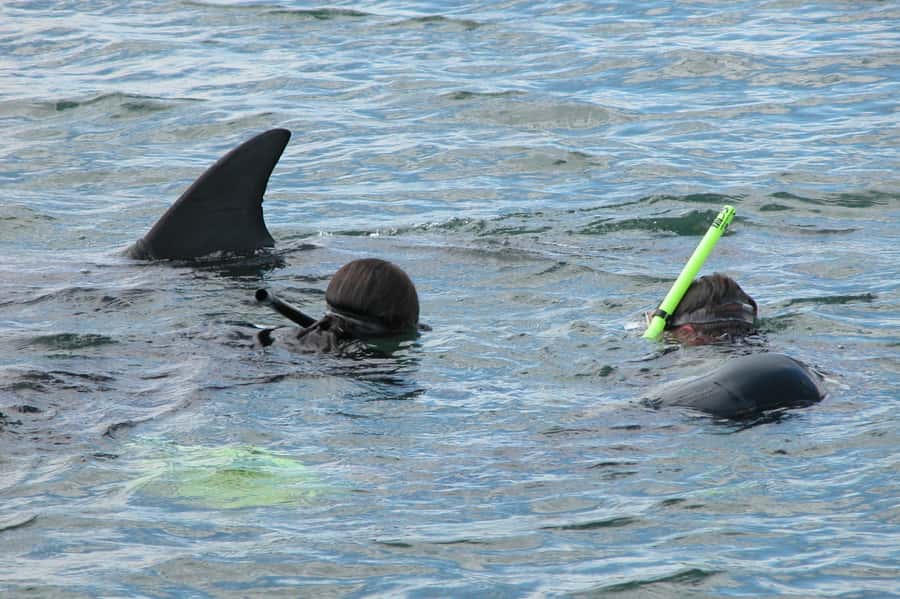 Bunbury: Swim with Dolphins Tour - Bunbury Dolphin Discovery Centre: Your Start Line
