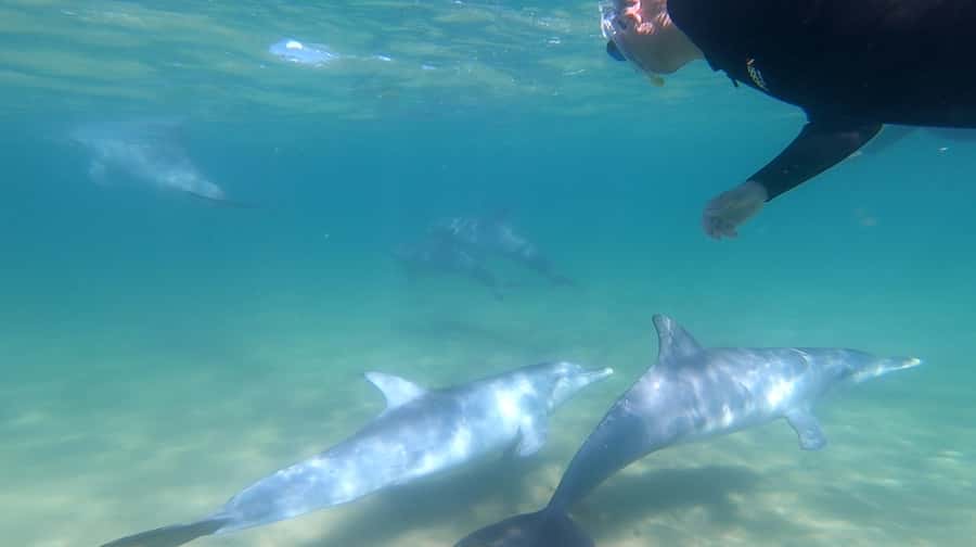 Bunbury: Swim with Dolphins Tour - Boat Cruise on Koombana Bay: Finding the Right Moment