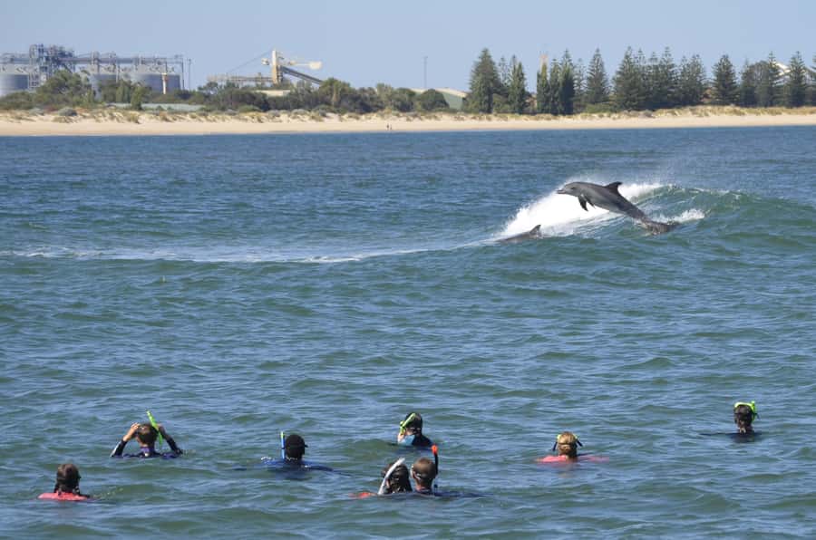 Bunbury: Swim with Dolphins Tour - Snorkel Setup and Safety for First-Timers