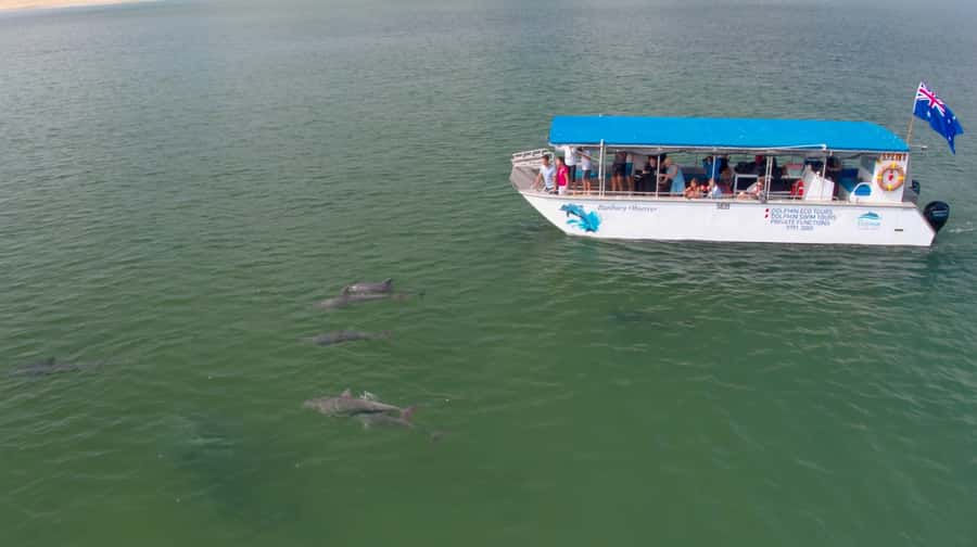Bunbury: Swim with Dolphins Tour - Dolphin Learning That Actually Sticks With You