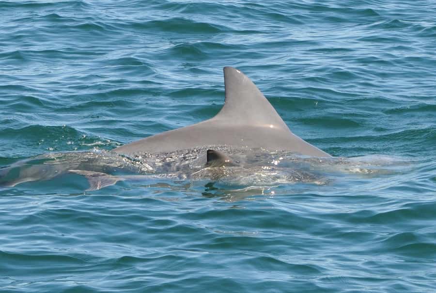 Bunbury: Swim with Dolphins Tour - Who This Tour Suits Best (and Who Might Want to Rethink It)