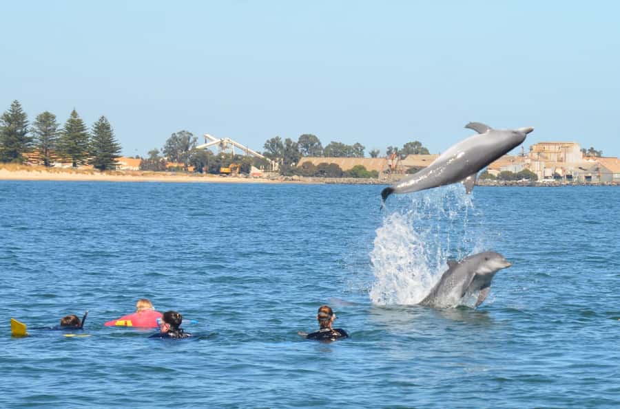 Bunbury: Swim with Dolphins Tour - Practical Tips Before You Go