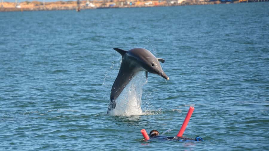Bunbury: Swim with Dolphins Tour - Should You Book This Bunbury Dolphins Tour?