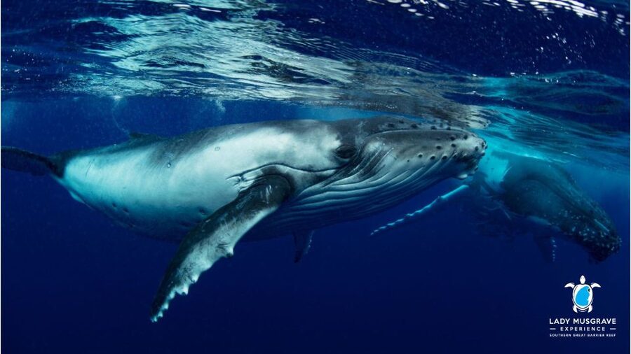 Bundaberg: Whale Watching Sightseeing Cruise with Lunch - Key things to know before you go