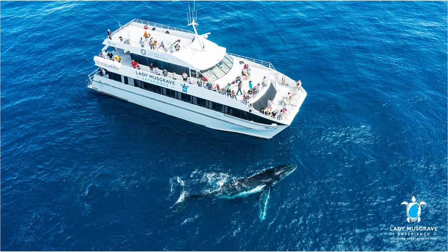 Bundaberg: Whale Watching Sightseeing Cruise with Lunch - Why the Humpback Highway nickname matters to you