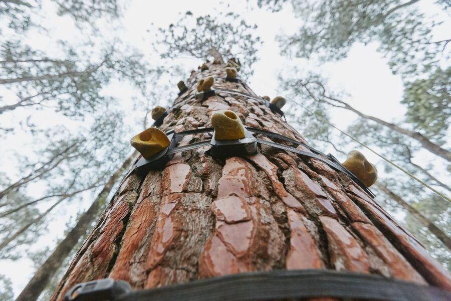 Busselton: Forest Adventure with Zip Lining and Rope Course - Practical Tips That Make the Day Easier (and Less Slippery)