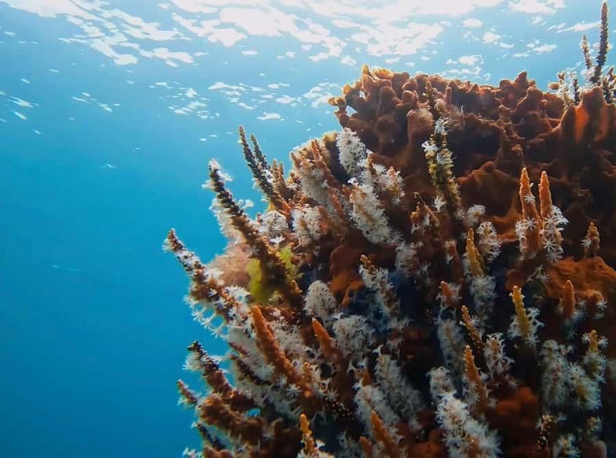 Busselton: Jetty Snorkeling Tour with Underwater Sculptures - Busselton Jetty: why this snorkeling spot works so well