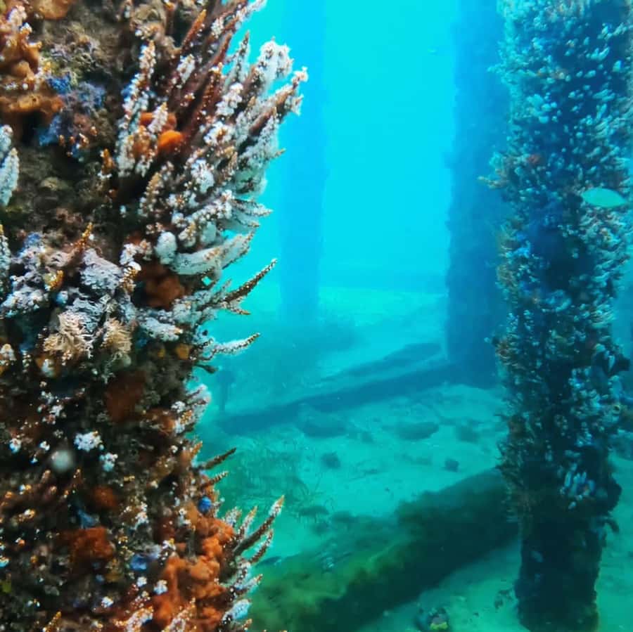 Busselton: Jetty Snorkeling Tour with Underwater Sculptures - Price and value: is $70 worth it?