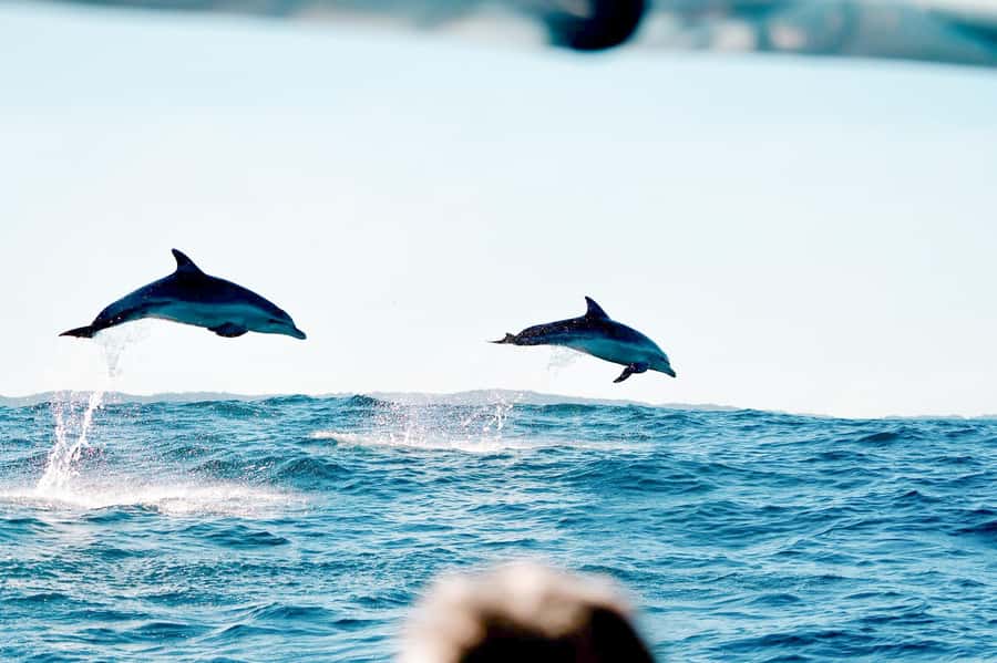 Byron Bay: Cruise with Dolphins Tour - Key points I’d bet on