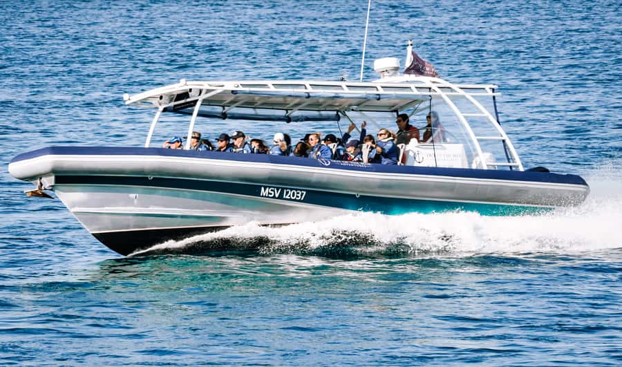 Byron Bay: Cruise with Dolphins Tour - Weather, cancellations, and the one thing you should keep flexible