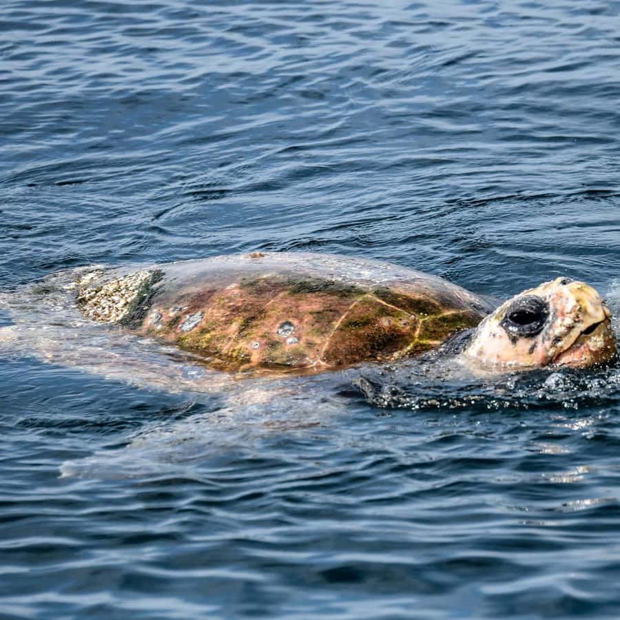 Byron Bay: Cruise with Dolphins Tour - Price and value: is $67 for 90 minutes actually fair?