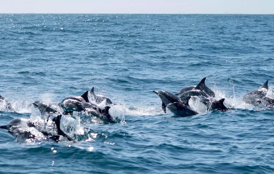 Byron Bay: Cruise with Dolphins Tour - Where the cruise starts, what to bring, and what to skip