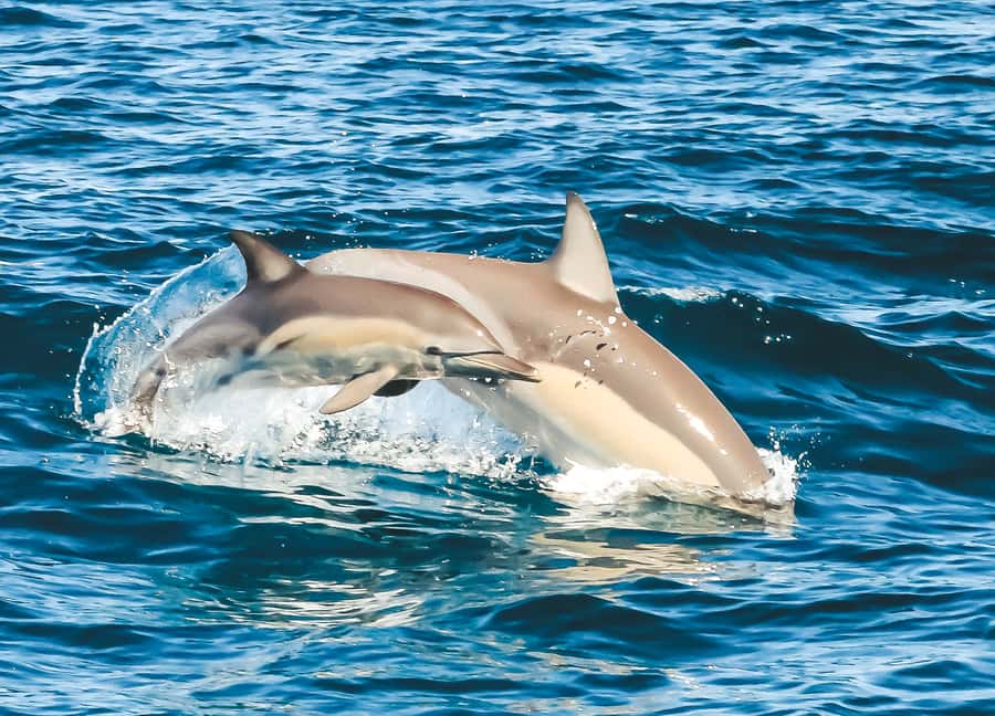 Byron Bay: Cruise with Dolphins Tour - Who this cruise suits best, and who might choose another day