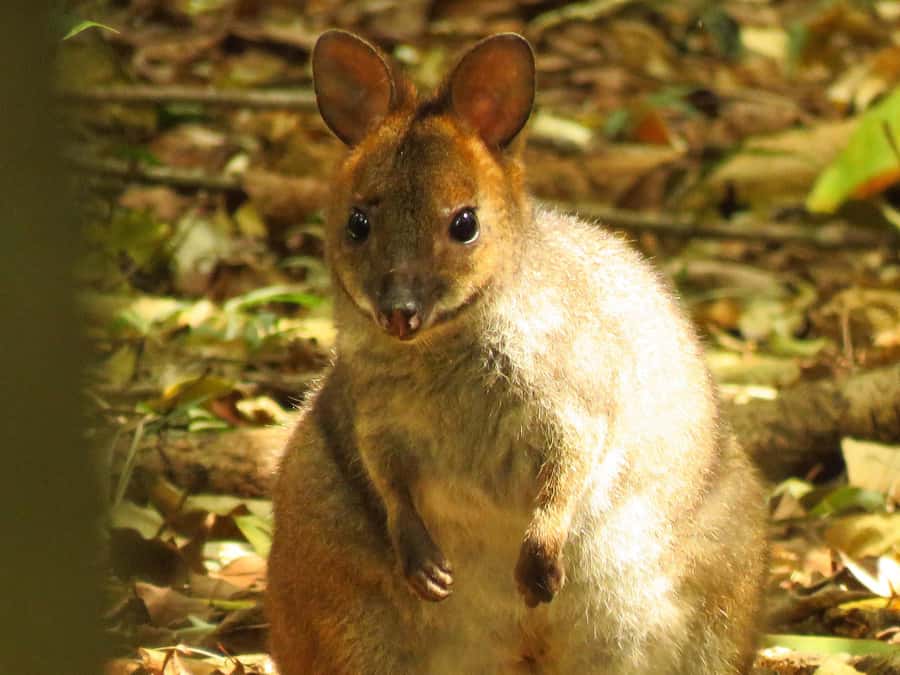 Byron Bay: Full-Day Wildlife Safari - Wildlife Safari Rules That Make the Day Better