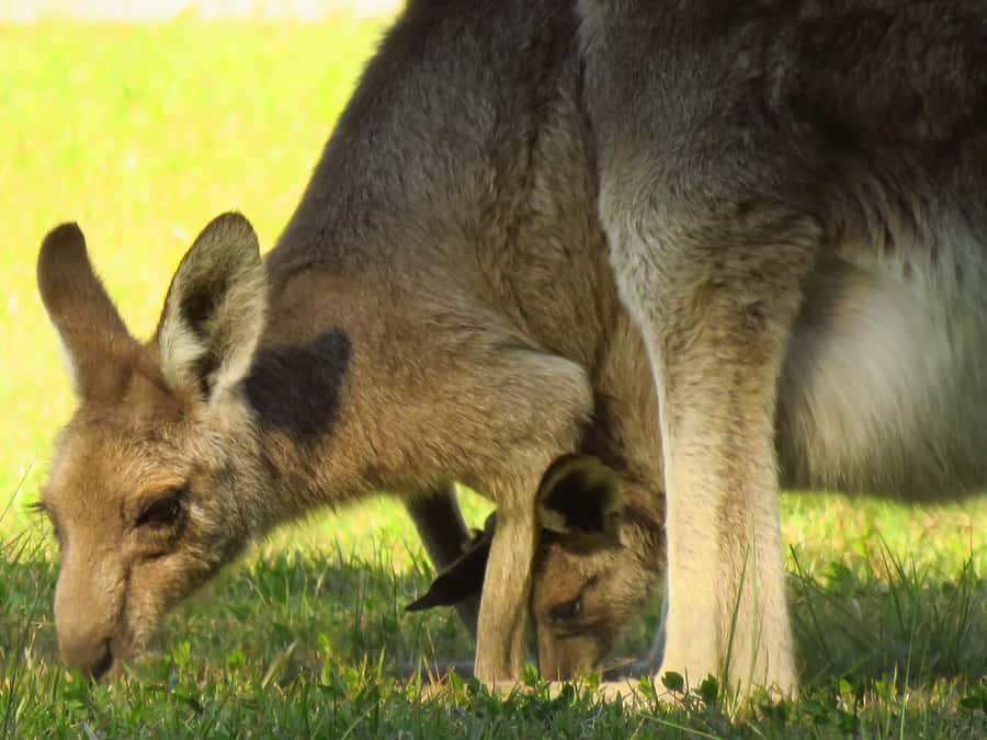 Byron Bay: Full-Day Wildlife Safari - The 7-Hour Plan, With Driving Time You Can Plan For