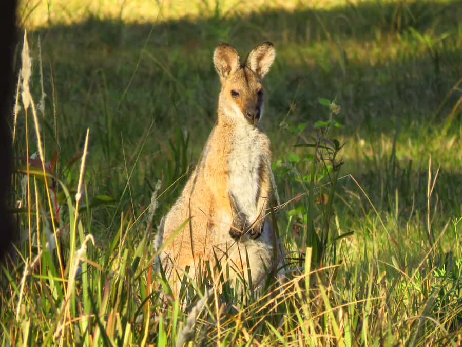 Byron Bay: Full-Day Wildlife Safari - Three Habitats Near Byron Bay: What You Look For in Each
