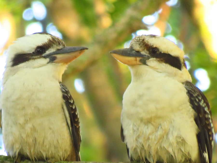 Byron Bay: Full-Day Wildlife Safari - The Picnic Lunch Stop: Local Food With a Comfortable Break