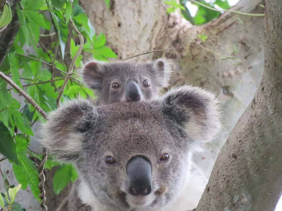 Byron Bay: Full-Day Wildlife Safari - Your Guide, Binoculars, and the “Spotting Skills” You Actually Use