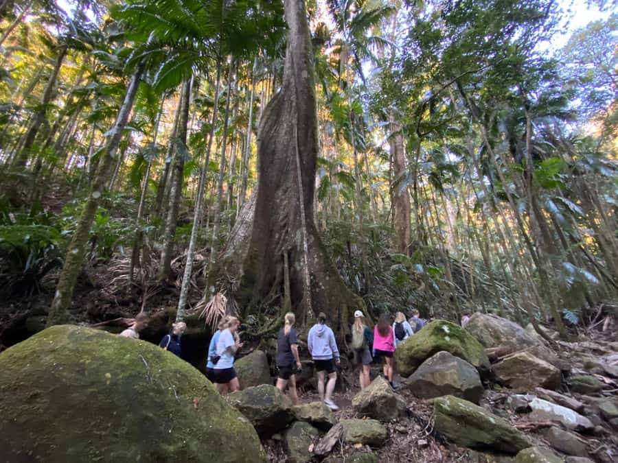 Byron Bay: Glowworms, Waterfalls & Rainforest Experience - Viewpoint and secret scenic stops that set the mood
