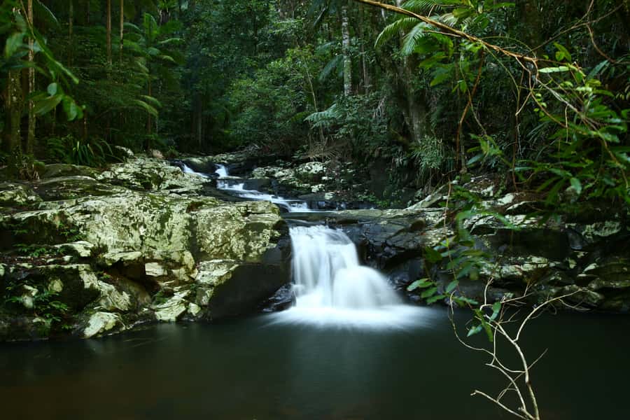 Byron Bay: Glowworms, Waterfalls & Rainforest Experience - Light vegetarian dinner, and why it fits this kind of outing