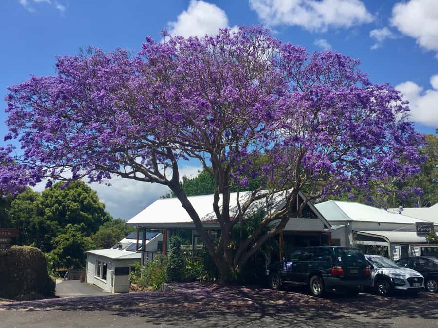 Byron Bay: Hinterland and Bangalow Full-Day Guided Tour - Crystal Castle: gardens, World Peace Stupa, and hands-on crystal time