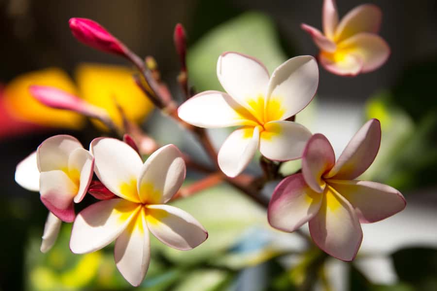 Byron Bay: Hinterland and Bangalow Full-Day Guided Tour - The drive through the Byron hinterland, and why the order matters