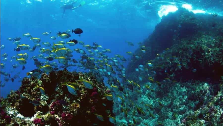 Byron Bay: Nguthungulli Julian Rocks Snorkeling Tour - Key things I’d plan around