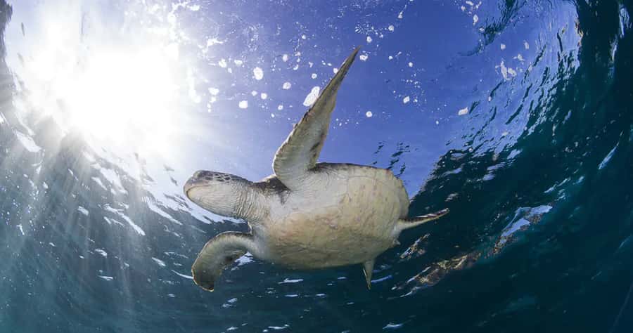 Byron Bay: Nguthungulli Julian Rocks Snorkeling Tour - Getting comfortable in Byron’s water: the safety requirements you should know