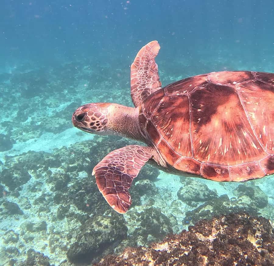 Byron Bay: Nguthungulli Julian Rocks Snorkeling Tour - Group size and guide style: what makes the trip feel relaxed