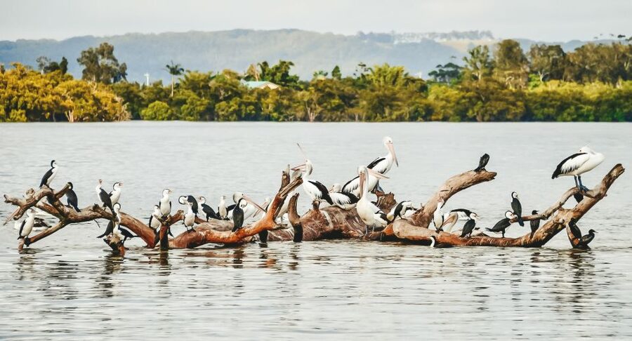 Byron Bay: Scenic Sunset River Cruise - Mobbs Bay and Pimlico Island, the scenery shift before you head back