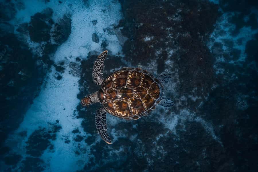 Byron Bay: Snorkeling Tour at Julian Rocks, Nguthungulli - Key things to know before you book