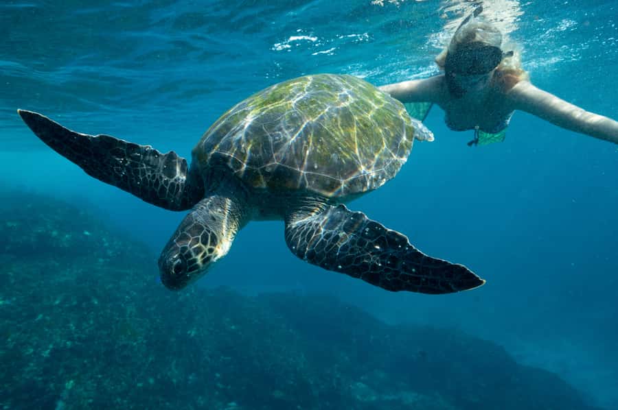 Byron Bay: Snorkeling Tour at Julian Rocks, Nguthungulli - Who this snorkeling tour fits best, and who should skip it