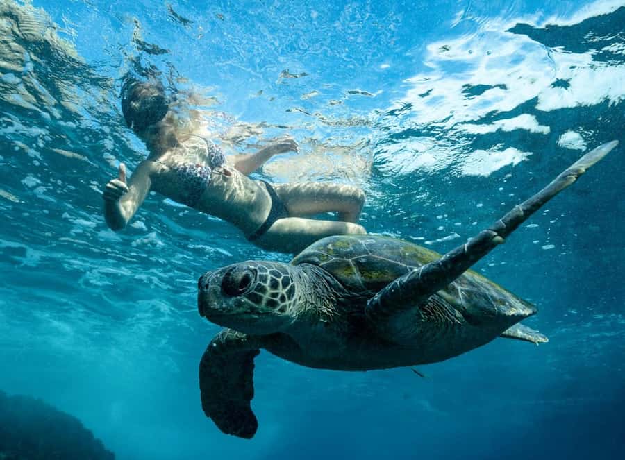 Byron Bay: Snorkeling Tour at Julian Rocks, Nguthungulli - Julian Rocks Nguthungulli, and why it feels different