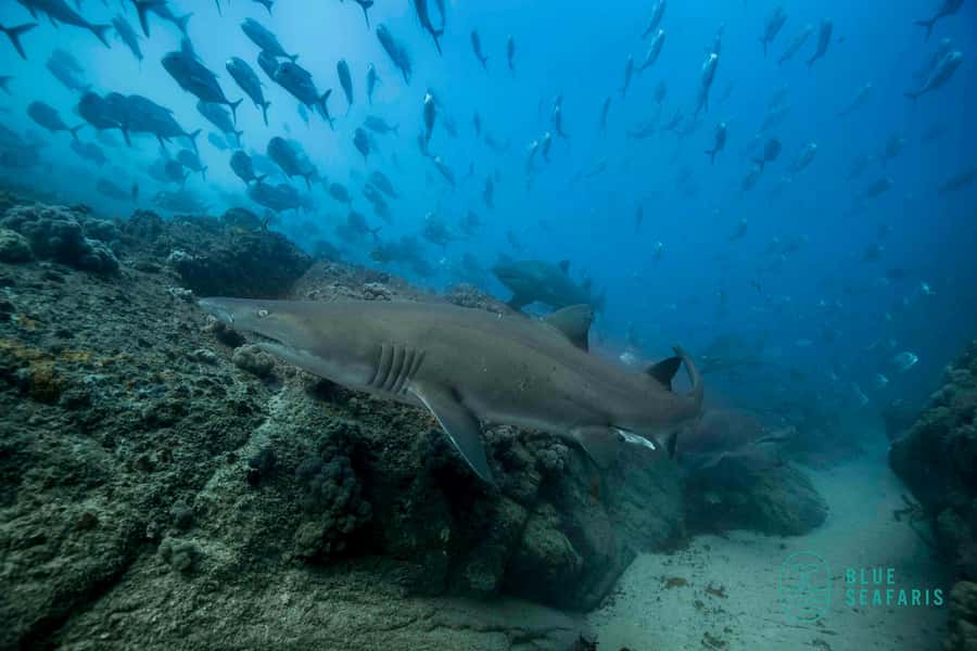 Byron Bay: Snorkelling Tour of Julian Rocks "Nuthungulli" - FAQ