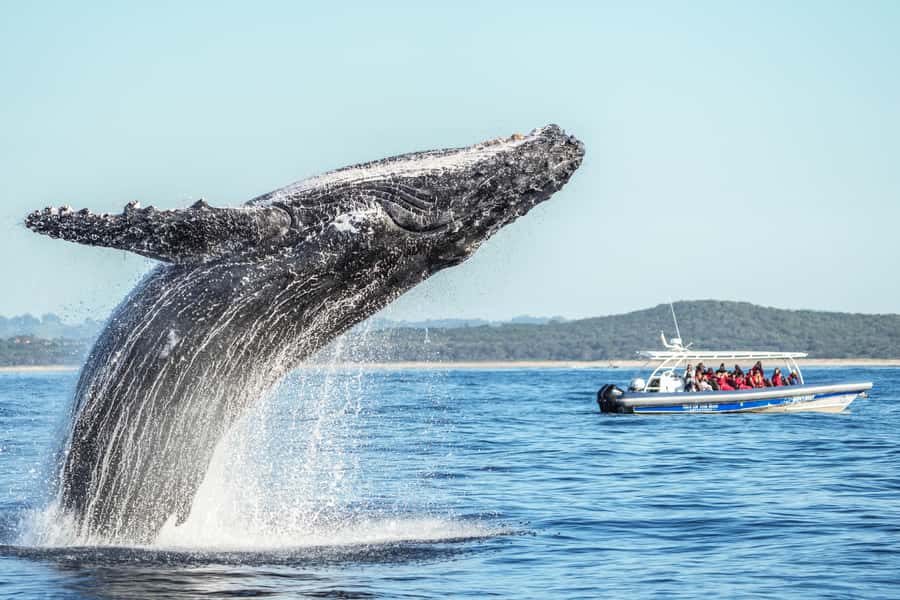 Byron Bay: Whale Watching Cruise with a Marine Biologist - Key things I’d zero in on before you book
