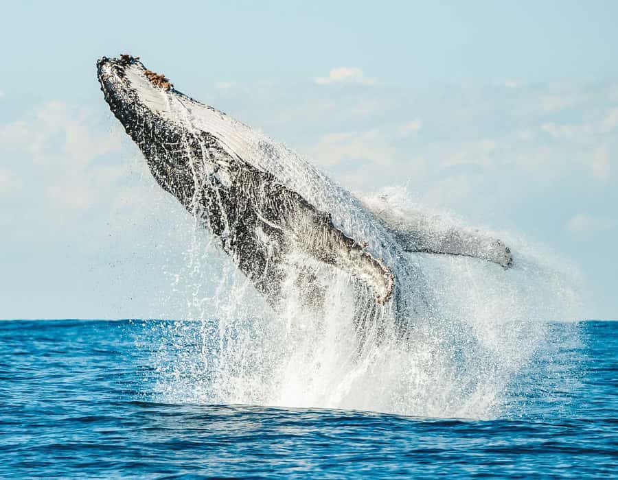 Byron Bay: Whale Watching Cruise with a Marine Biologist - Cruising From Ballina Into Cape Byron Marine Park
