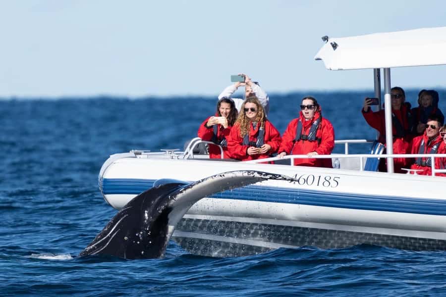 Byron Bay: Whale Watching Cruise with a Marine Biologist - Marine Biologist Time: What You Learn While You Watch