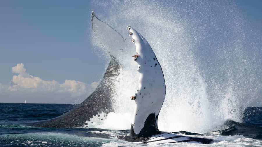 Byron Bay Whale Watching with Marine Biologist - Humpback whale sightings: what “up close” can realistically feel like