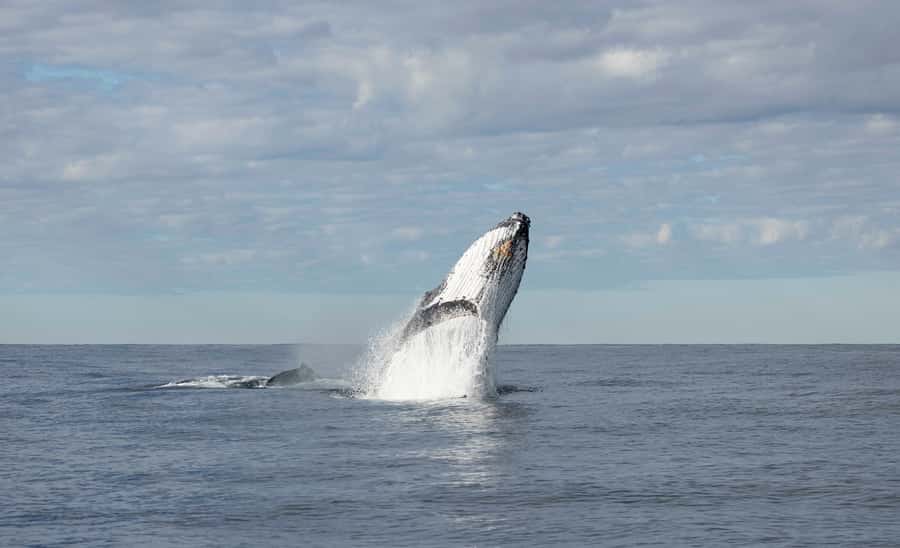 Byron Bay Whale Watching with Marine Biologist - The hydrophone and whale song: turning your ears into a whale-watching tool