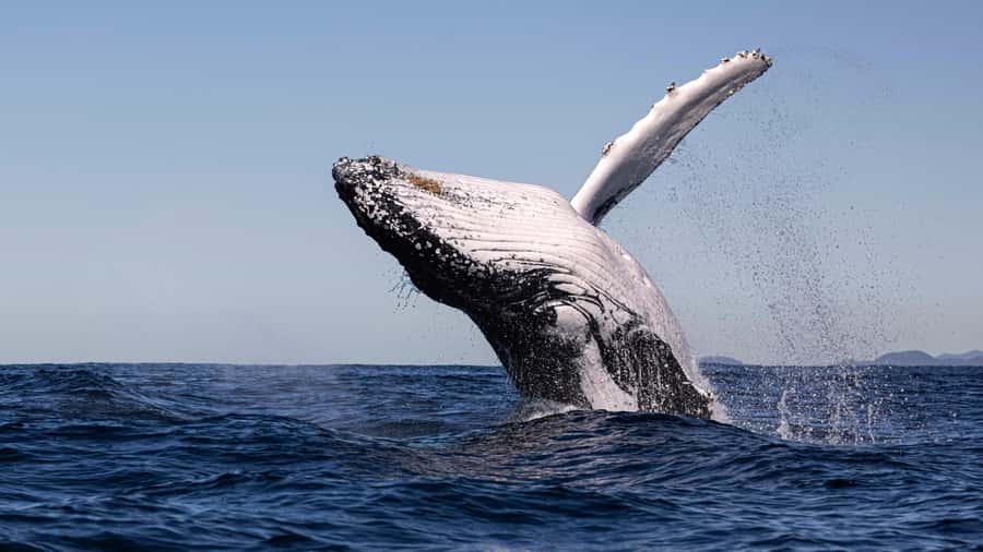 Byron Bay Whale Watching with Marine Biologist - Wildlife to watch for: dolphins, turtles, birds, and possible other whales