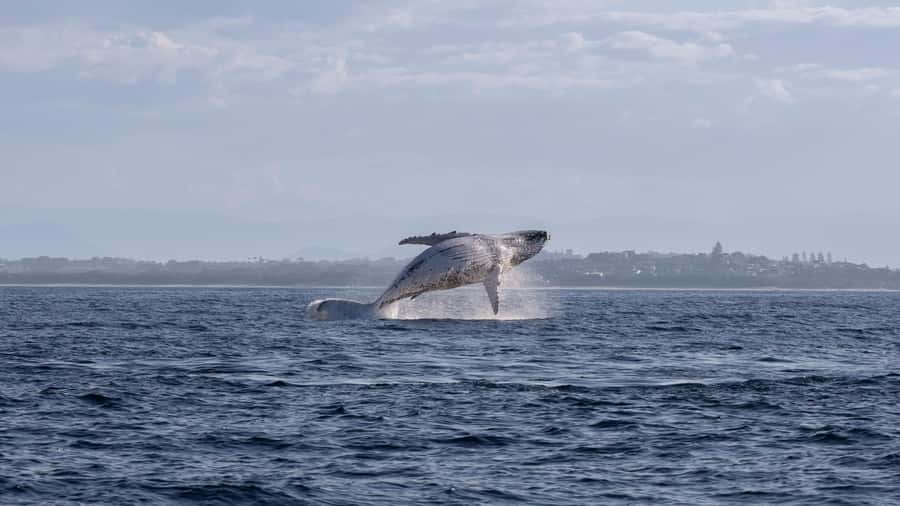 Byron Bay Whale Watching with Marine Biologist - Price and value: is $91 worth it?