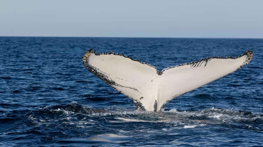 Byron Bay Whale Watching with Marine Biologist - What to bring and wear: simple gear that makes the difference