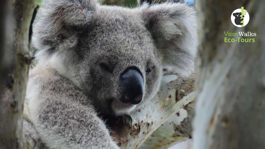 Byron Bay Wild Koala Tour - Koalas in the wild, not a drive-by stop
